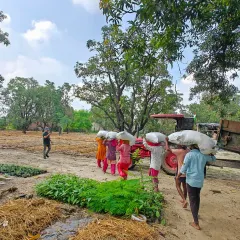 The team at Uldeypur, Meerut, transporting materials for the nursery. By employing villagers, we ensure the economic benefits of our environmental projects stay within the local community.