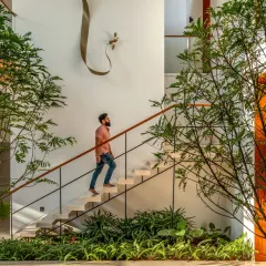 A floating staircase in the Split House, surrounded by indoor greenery that thrives under the central skylight. We believe in integrating nature throughout our homes, and this light-filled stairwell creates the feeling of walking through a garden as you move between floors.