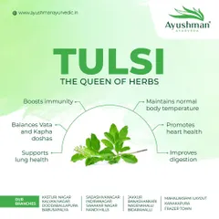 Tulsi, known as the "Queen of Herbs," is a cornerstone of our immunity-boosting treatments. It helps balance the doshas, supports lung health, and promotes overall vitality.