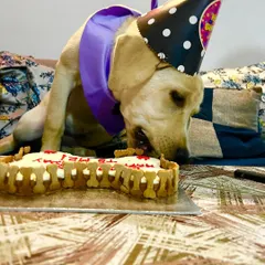 The best part of any celebration is digging in! This pup couldn't wait to enjoy the healthy, bone-shaped biscuits and creamy yogurt frosting on the birthday cake.