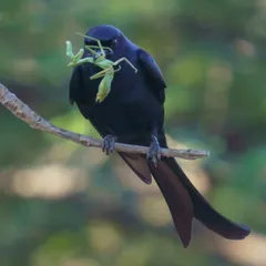 A Black Drongo perches with its impressive catch, a Praying Mantis. This image highlights the predator-prey relationship and is a testament to the drongo's skill as an aerial hunter.