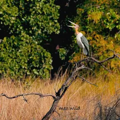 A Lesser Adjutant Stork calls out from its high perch, while a Black Cormorant rests below. This scene captures the hierarchy and shared habitat of different large bird species in the wild.