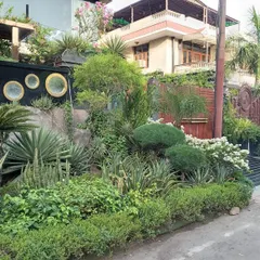 A view of the lush front garden I designed for a home in Noida. The design uses a mix of plant heights, textures, and shapes, including topiary shrubs and large agave plants, to create a rich and dynamic entrance.