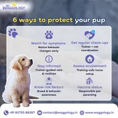 Protecting your new puppy involves more than just love. This infographic covers six essential ways to keep them safe, including watching for symptoms, assessing their environment, and knowing key risk factors.