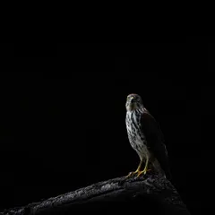 While searching for leopards in Jhalana, I spotted this juvenile Shikra on a burnt branch. The early morning low light was perfect for creating a dramatic low-key image, using minimal editing to let the bird emerge from the darkness.