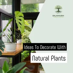 A Monstera Deliciosa placed on a custom wooden shelf. This is an example of how we use shelving and strategic placement to incorporate plants into a home's architecture, even in smaller spaces.