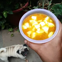 An egg and chicken soup I prepared for a client. My pug, Hichkey, is looking on because she loves eggs. This soup is a great way to add extra liquid and protein to your pet's diet.