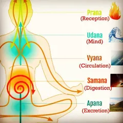 This diagram illustrates the five Vayus, or movements of Prana (life energy) in the body. Understanding concepts like pranayama (breath control) helps strengthen the connection between your body and mind, promoting relaxation and mindfulness.