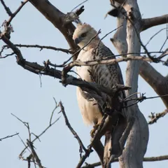 A wider view of the Changeable Hawk Eagle perched high in a tree. This shot shows the raptor in its natural environment, ever watchful of the forest below.