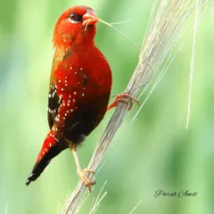 A male Red Avadavat, also known as the Strawberry Finch, clings to a blade of grass. His brilliant red plumage, dotted with white spots, makes him one of the most striking small birds in Asia.