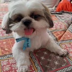 After a grooming session in the van, this little one is back to relaxing in the comfort of his own home, looking clean and feeling great.