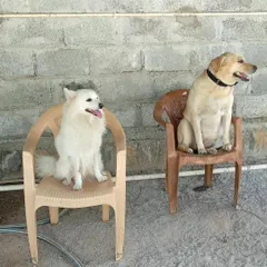 Who says chairs are just for humans? A Spitz and a Labrador show us how to relax in style.