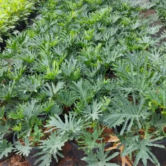 A nursery bed of Philodendron 'Xanadu' plants, known for their deeply lobed, lush green leaves. They create a dense, tropical groundcover look for indoor gardens.