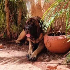 Meet Rock, a majestic 104 kg English Mastiff and one of my dearest clients. He's a gentle giant who loves his KuBi meals and gives the best hugs when I come for deliveries.