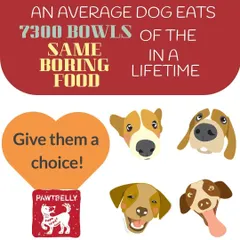 Imagine eating the same dry, boring food for your entire life. We think dogs deserve better. Our varied meal plans give your dog a choice and a reason to get excited for every single bowl.