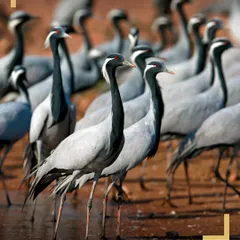 A flock of Demoiselle Cranes, the smallest crane species, gathers at a watering hole in Kheechan, Rajasthan. Our Rajasthan birding tour covers this incredible spectacle where thousands of cranes congregate.