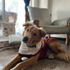 Luffy looking dapper and curious in his sweater. I love capturing these little moments that show off each dog's unique personality for their parents to see.