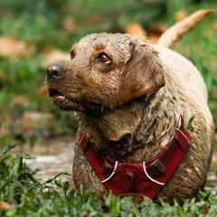 Bella the Labrador, covered head to paw in mud, looks up with soulful eyes, embodying the "raw and unforgettable" spirit of my shoots.