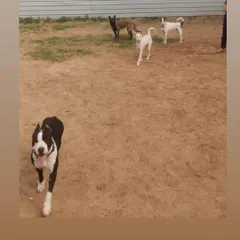 A typical day at my Gurgaon facility. Here, dogs in my Board & Train program learn to coexist and socialize in a controlled environment. This picture shows a mix of breeds in our sand playground, building confidence and learning appropriate dog-to-dog communication.