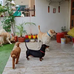 A glimpse of the whole gang hanging out. Here you can see a Toy Poodle, a Dachshund, and Labradors of different sizes coexisting happily in the open space, showing how well different breeds mix here.
