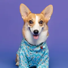 Mr. Jojo the corgi is all smiles and ready for his close up in this vibrant studio portrait against a purple background.