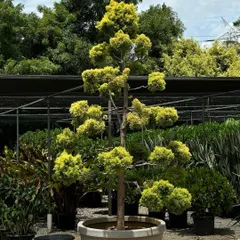 A Golden Cypress tree, expertly pruned into a stunning topiary form. These arrivals from Malaysia are perfect for creating a formal, elegant, and high-end look in any landscape.