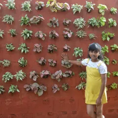 Another look at the completed vertical garden, showing the dense arrangement of foliage. These installations are designed to be beautiful and easy to maintain.