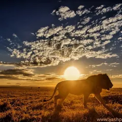 A male lion patrols the vast plains of the Masai Mara as the sun sets. On my tours, I teach how to use dramatic light and wide-angle lenses to create environmental portraits that tell the story of not just the animal, but its entire world.