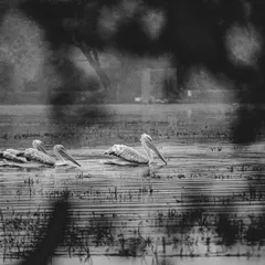 A family of pelicans swimming in the early morning. I chose to process this in black and white to emphasize the shapes, reflections, and the moody, quiet atmosphere of the wetlands.