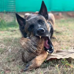 I present to you the toxic love story of Floyd and his coconut. This series of photos perfectly captures the goofy, intense, and hilarious personality of a Belgian Malinois. This is what I mean when I say we should let dogs be dogs.
