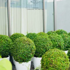A collection of sculpted topiary shrubs in white pots, ready to be placed. The reflection in the glass shows our brand logo, a mark of our commitment to quality.
