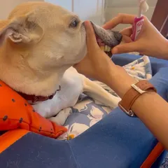 Daily brushing is the most effective way to prevent plaque buildup. Here I am brushing my dog Pantu's teeth, making it a calm and routine part of our day.