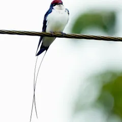 The adult male Wire-tailed Swallow is known for its incredibly long and thin tail feathers, which look like two wires. It's a stunning and unique feature that makes this bird so special.