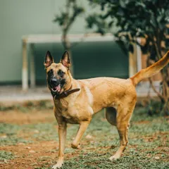 This is Maya, a beautiful Belgian Malinois. Working with high-drive, intelligent breeds like her is a specialty, focusing on structured tasks and clear communication.