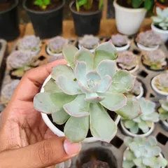Echeveria is one of the most popular succulent types, known for its rose-like shape. This variety has a lovely pastel color that looks great in decorative pots.