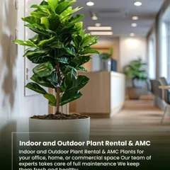 My indoor and outdoor plant rental service with AMC is a popular choice for offices and commercial spaces. My team of experts takes care of full maintenance to keep the plants fresh and healthy.