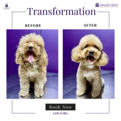 A beautiful example of a breed-standard poodle cut. The 'before' shows an overgrown coat, while the 'after' reveals a perfectly sculpted and stylish look, achieved with expert scissoring and shaping techniques.