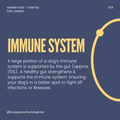 Did you know about 70% of a dog's immune system is supported by the gut? Feeding fresh, real food is one of the best ways to strengthen their immunity.