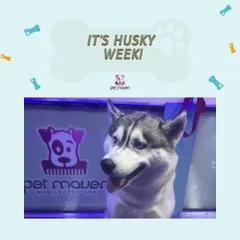 It's Husky Week! This post features the Siberian Husky as our 'Breed of the Week,' offering a special discount for grooming this beautiful breed.