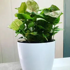 This is a Syngonium, also known as an Arrowhead Plant, with lovely pink-veined leaves. It's a versatile and fast-growing plant that looks great in a simple, clean white pot.