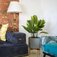 This Licuala Grandis, or Ruffled Fan Palm, is a perfect example of a plant that adds texture and a touch of the exotic to an indoor space. Paired with a modern grey planter, it complements the rich colors of the surrounding furniture.