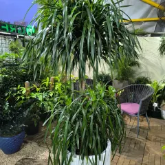 A stunning Dracaena Draco specimen plant available at our Inorbit Mall store. These large, bold plants are perfect for making a statement in a spacious living room or office lobby.