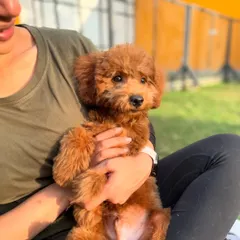 Cuddles with Theo. Our program is not just about training, it's about building a bond of trust and affection between the puppy and their handlers.
