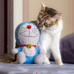 A cat and its Doraemon toy. This sweet, playful moment shows the bond between a pet and their favorite comfort item.