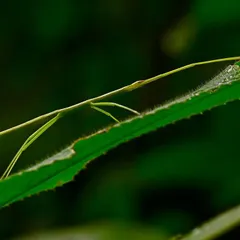 This is not a twig, but a Stick Insect, a master of deception. They are almost impossible to spot as they spend their lives motionless in low foliage. Finding one is a true test of a naturalist's eye.