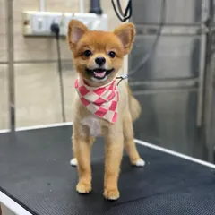 This Toy Pomeranian is all smiles after a summer cut that keeps him cool and stylish.