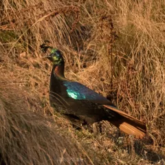 A Himalayan Monal forages in the dry grasses of a mountain slope. The contrast between its shimmering feathers and the earthy tones of the landscape is striking.