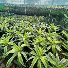 Rows of healthy Dracaena plants thriving under the protection of our greenhouse. We take great care in nurturing our plants to ensure they are strong and beautiful.