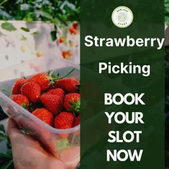 Our strawberry picking event is a seasonal favorite. We invite you to come and fill your baskets with the juiciest, sweetest organic strawberries you have ever tasted. Book your slot to experience this berry delightful day on the farm.