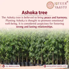 The Ashoka tree is believed to bring peace and harmony. Planting it is thought to promote emotional well being and is considered auspicious for fostering strong, lasting relationships.